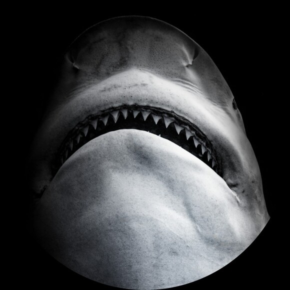 mermaidmic